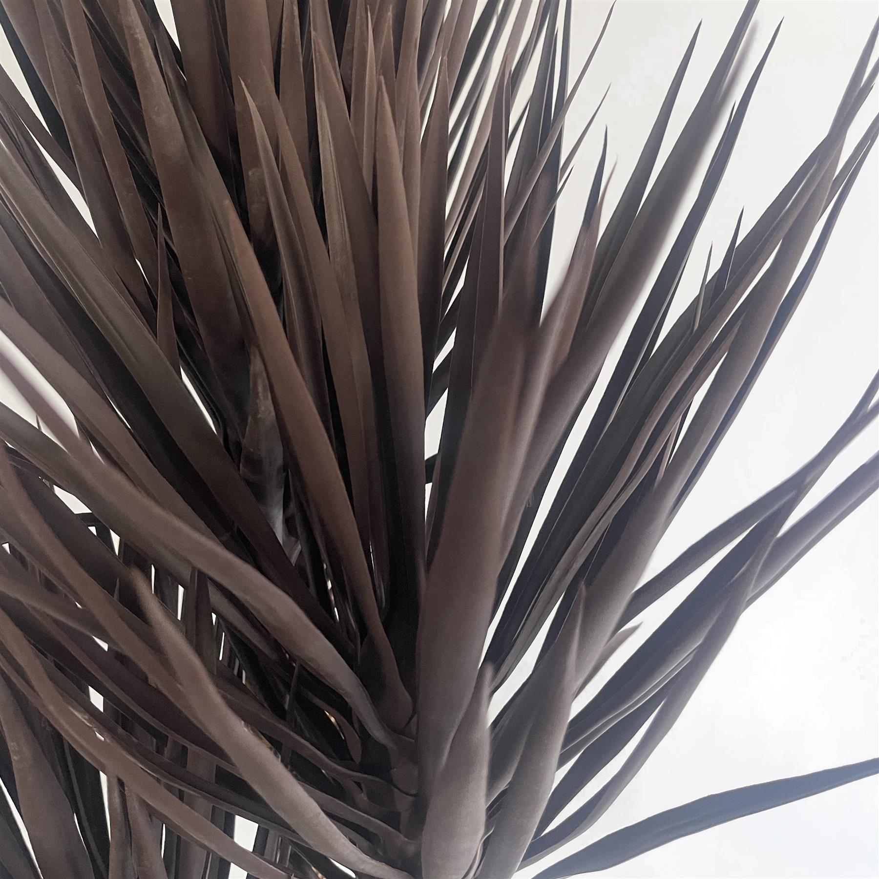 Künstlicher Baum Yucca Tropisch 155cm Hoch XXL Dunkle Yucca